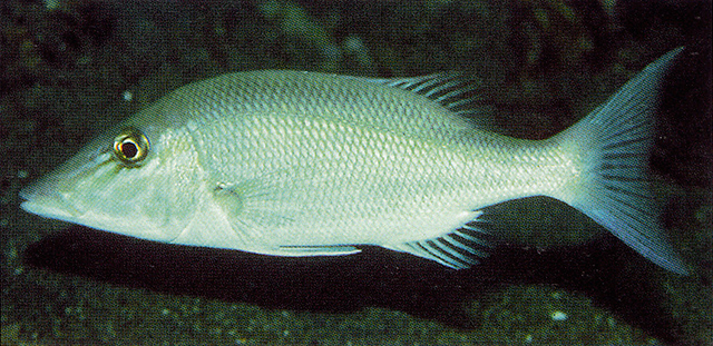 Lethrinus microdon