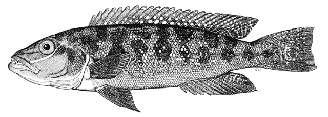 Lepidiolamprologus mimicus