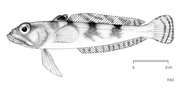 Lindbergichthys nudifrons