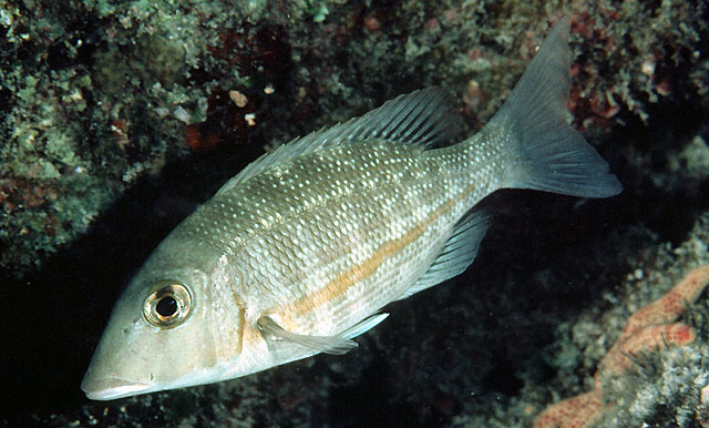 Lethrinus obsoletus