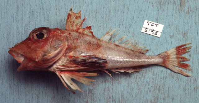 Lepidotrigla punctipectoralis