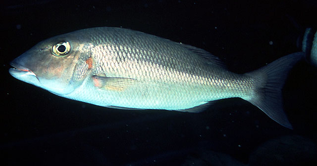 Lethrinus rubrioperculatus