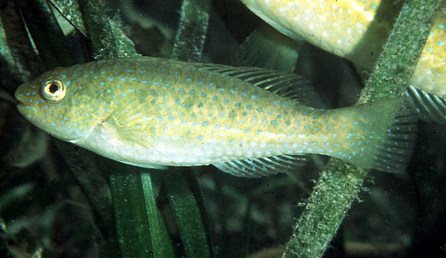 Leptoscarus vaigiensis