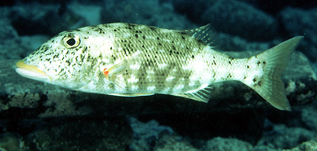 Lethrinus xanthochilus