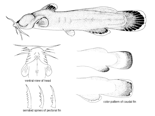 Liobagrus mediadiposalis