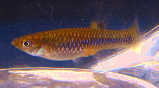 Limia sulphurophila