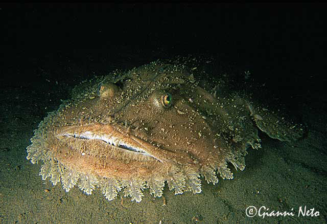 Lophius budegassa