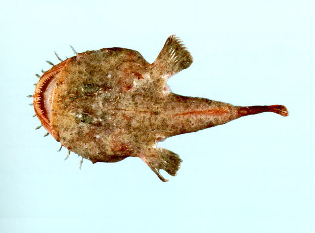 Lophiomus setigerus