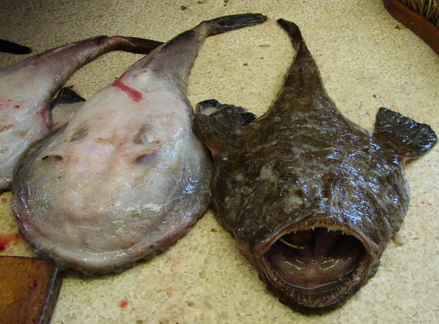 Lophius vomerinus