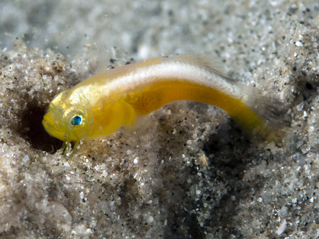 Lubricogobius dinah