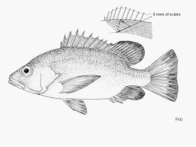 Lutjanus endecacanthus