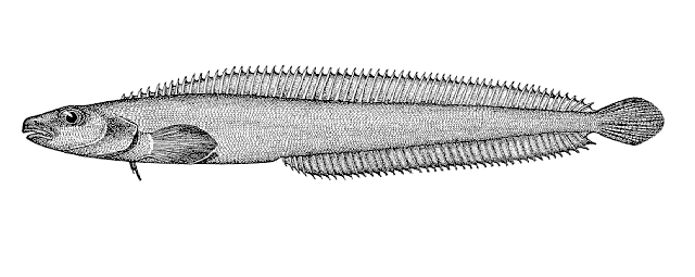 Lumpenella longirostris
