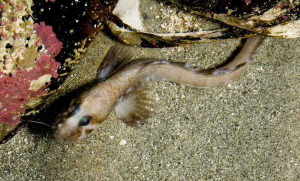 Lycenchelys kolthoffi