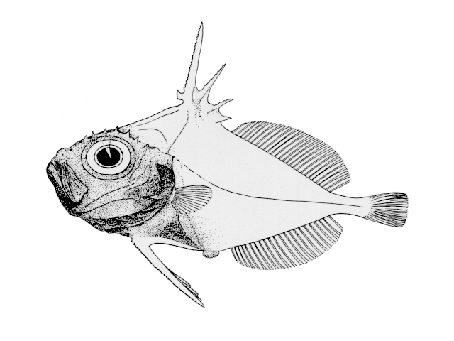 Macrurocyttus acanthopodus