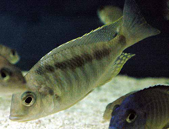Mylochromis guentheri