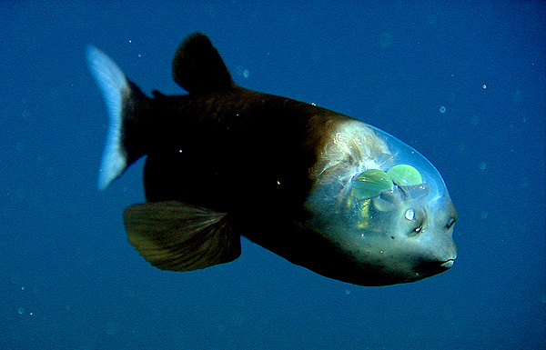 Macropinna microstoma