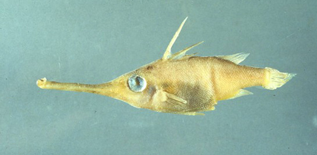 Macrorhamphosodes uradoi