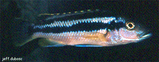 Melanochromis kaskazini