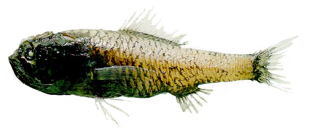 Melamphaes polylepis