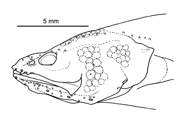 Microbrotula bentleyi