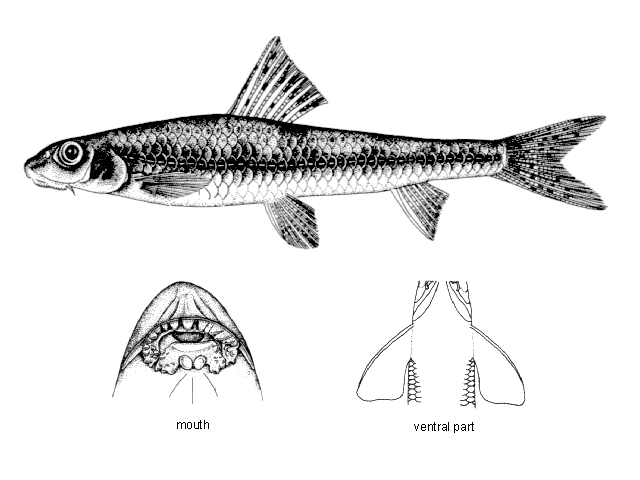 Microphysogobio yaluensis