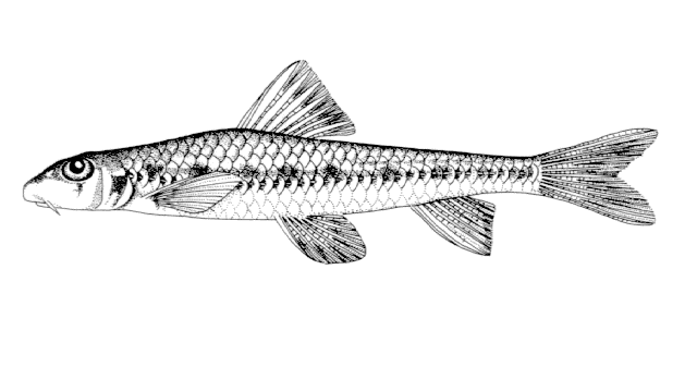 Microphysogobio yaluensis