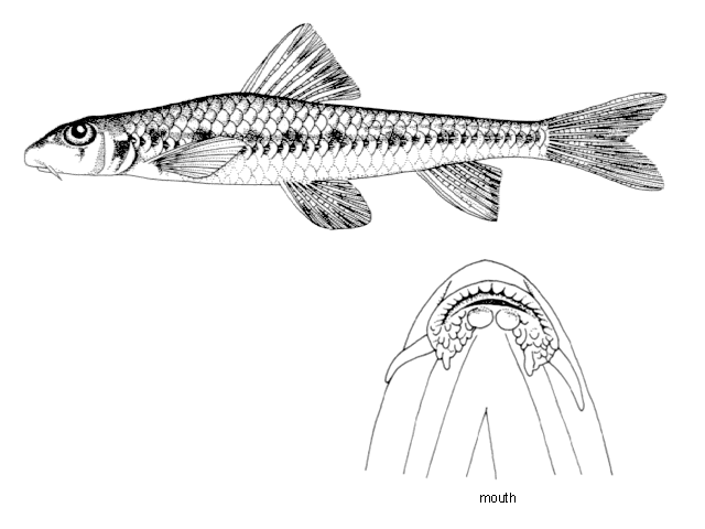 Microphysogobio yaluensis