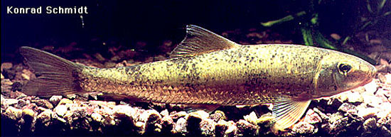 Moxostoma duquesnii