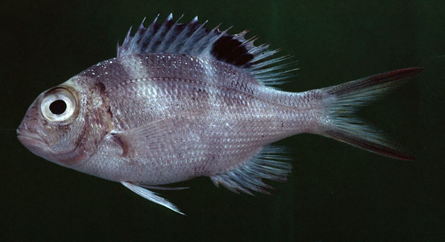 Monotaxis grandoculis