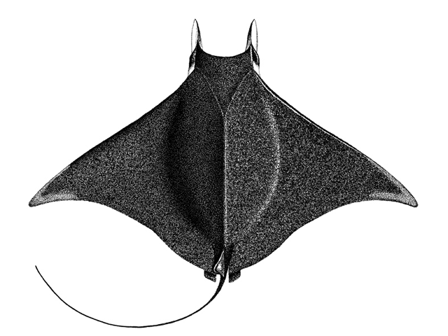 Mobula munkiana