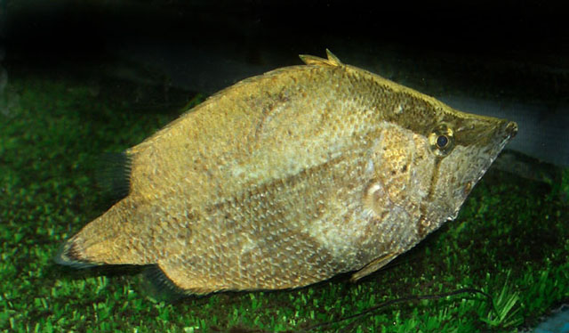 Monocirrhus polyacanthus