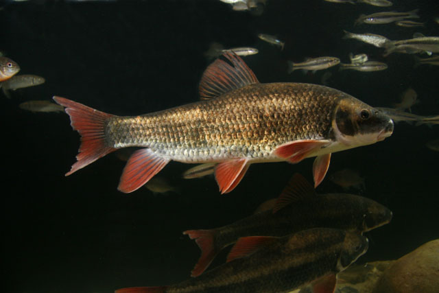 Moxostoma robustum