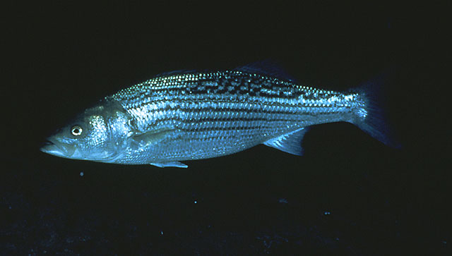 Morone saxatilis