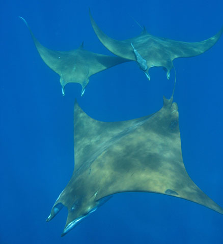 Mobula tarapacana