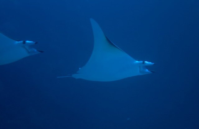 Mobula thurstoni