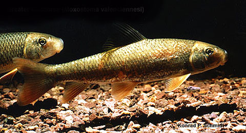 Moxostoma valenciennesi