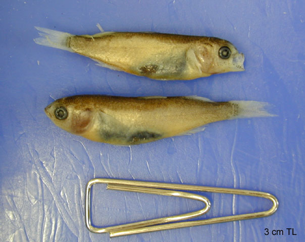 Mugil cephalus