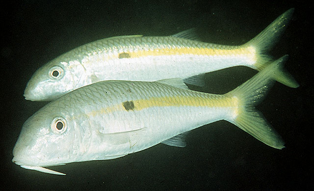 Mulloidichthys flavolineatus