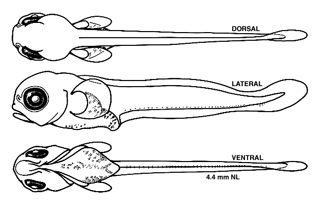 Myoxocephalus aenaeus