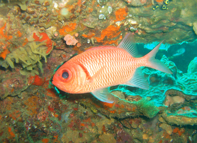 Myripristis hexagona