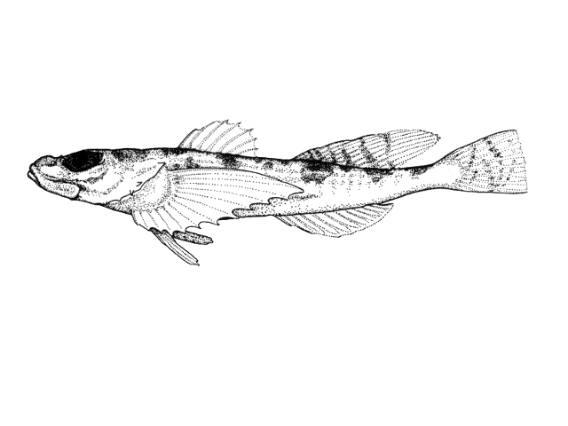 Myoxocephalus thompsonii