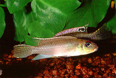 Nanochromis nudiceps