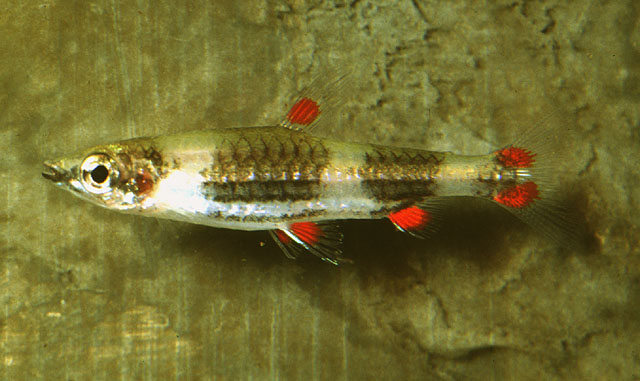 Nannostomus trifasciatus