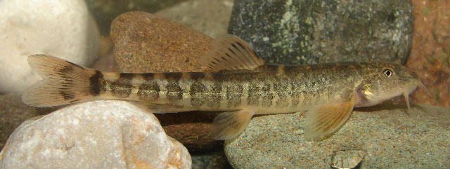 Oxynoemacheilus angorae