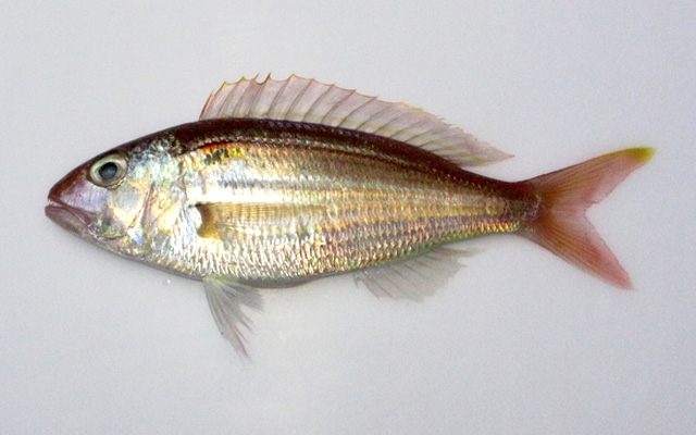 Nemipterus hexodon