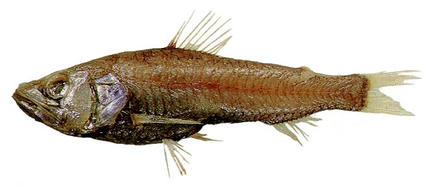 Neoscopelus macrolepidotus