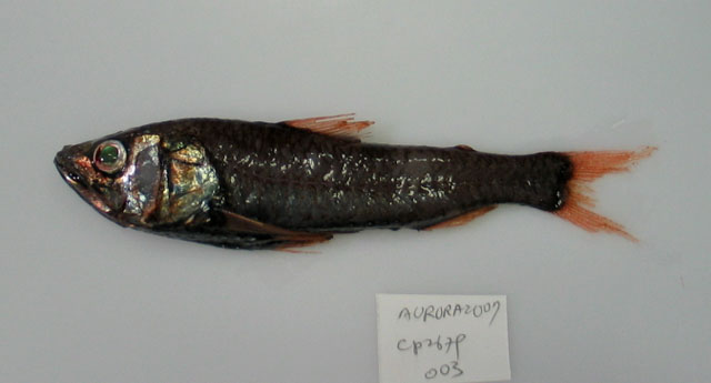 Neoscopelus macrolepidotus