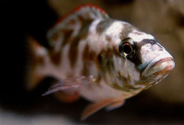 Nimbochromis livingstonii