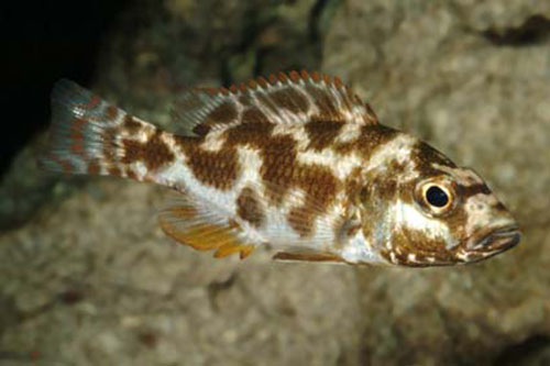 Nimbochromis livingstonii