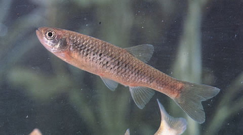 Nicholsicypris normalis